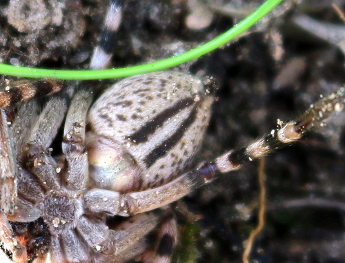 Eusparassus dufouri