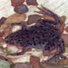 Zaire Dwarf Clawed Frog - Photo (c) Paul Freed, all rights reserved, uploaded by Paul Freed