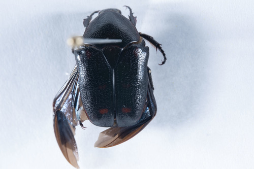Sorghum Chafer