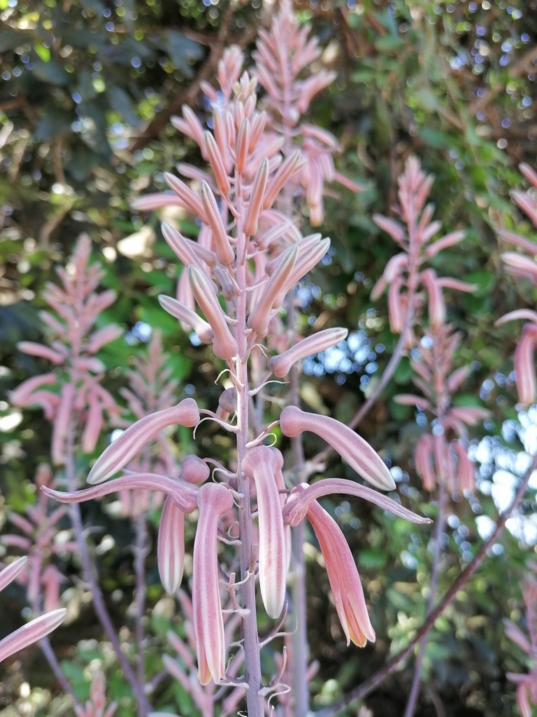 Aloe pruinosa  iNaturalist