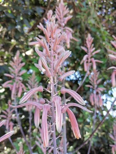 Aloe pruinosa