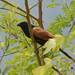 Lesser Coucal - Photo (c) WK Cheng, all rights reserved, uploaded by WK Cheng