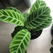 Zebra-Plant - Photo (c) courtneyhaley, all rights reserved