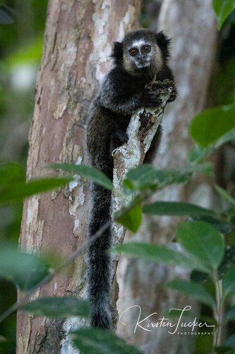 Wied's Black-tufted-ear Marmoset