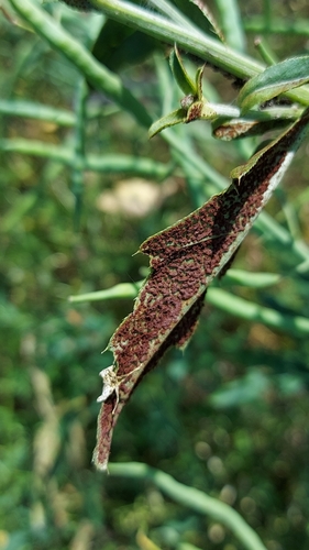 Kvapioji rūdė nuotrauka