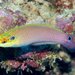 Earmuff Wrasse - Photo (c) Hickson Fergusson, all rights reserved, uploaded by Hickson Fergusson