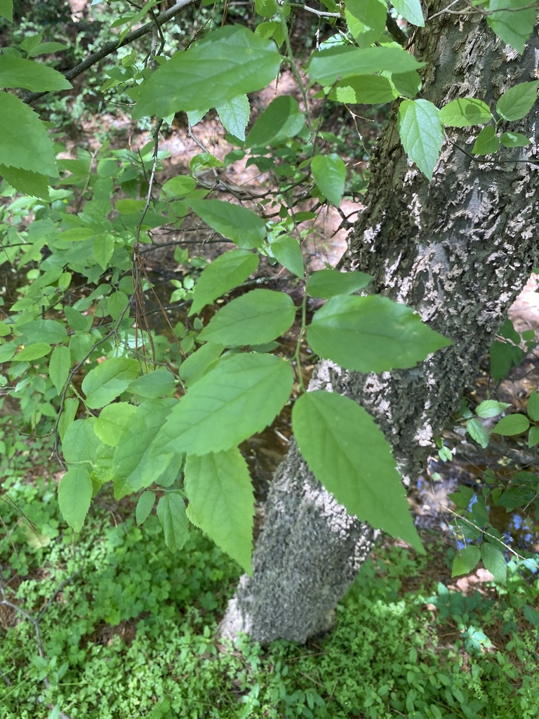 elm family from Springwood Dr, North Augusta, SC, US on April 21, 2022 at 0119 PM by Burns