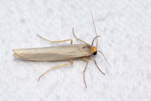 Hoary Footman