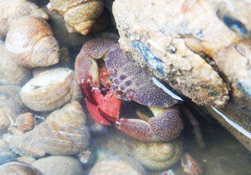 Menippe rumphii (Fabricius, 1798)