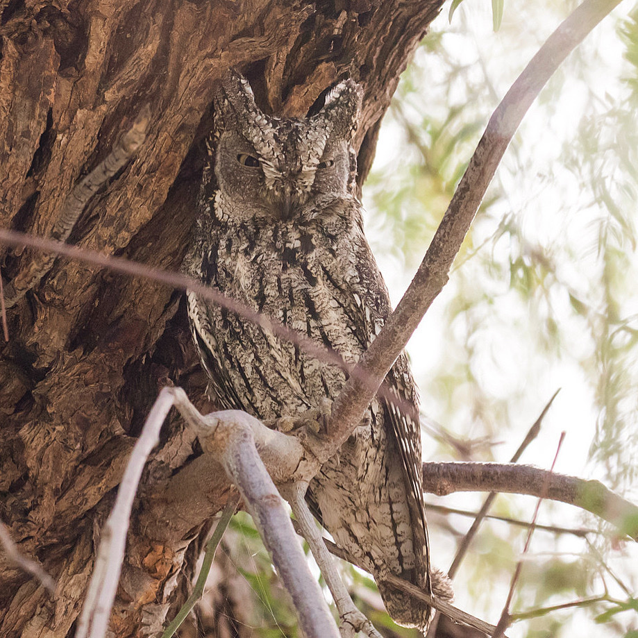Cyprus Scops-Owl photo