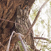 Cyprus Scops Owl - Photo (c) Wayne Tucker, all rights reserved, uploaded by Wayne Tucker