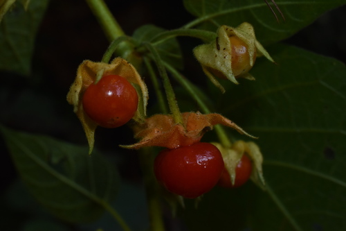 Schraderanthus viscosus