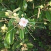 Quadrella jamaicensis - Photo (c) iluvmynemo411, כל הזכויות שמורות, הועלה על ידי iluvmynemo411