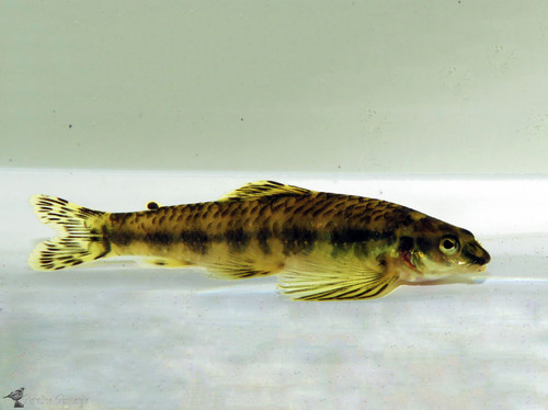 Characidium alipioi