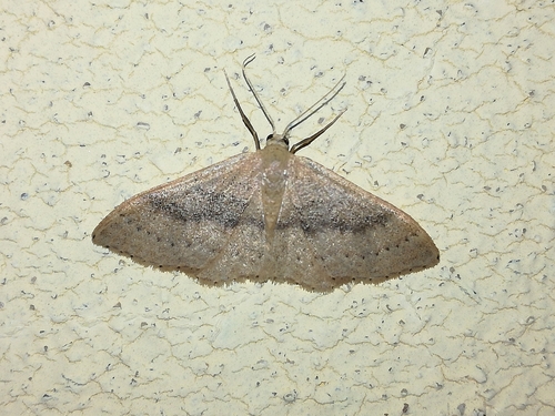 Idaea eugeniata