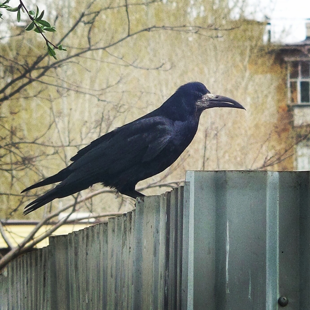 Rook from ул. Ленина, 13, Невьянск, Свердловская, Россия, 624194 on ...