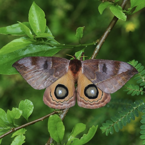 Automeris chacona