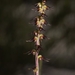 Genoplesium littorale - Photo (c) Shawn Ryan, todos los derechos reservados, subido por Shawn Ryan