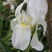 Iris albicans - Photo 由 θεόφιλος γ. 所上傳的 (c) θεόφιλος γ.，保留所有權利