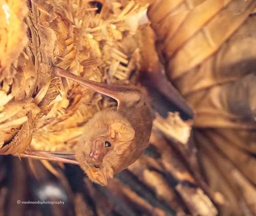 Arnhem Tomb Bat (Taphozous kapalgensis) — Least Concern Mammalia