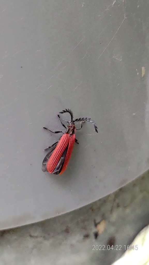 Net-winged Beetles from 236台灣新北市土城區清化里 on April 22, 2022 at 04:45 PM by ...