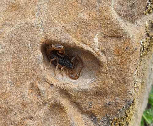 Mesobuthus eupeus