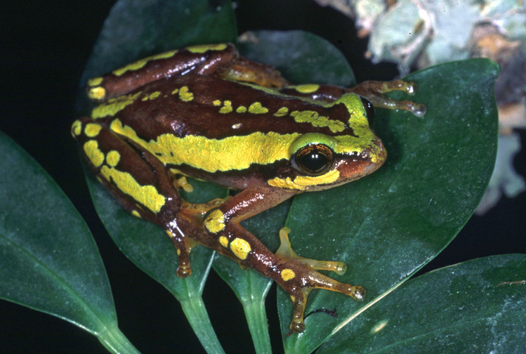 Variable Reed Frog from Houston, Texas on March 11, 2000 by Paul Freed