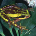 Variable Reed Frog - Photo (c) Paul Freed, all rights reserved, uploaded by Paul Freed
