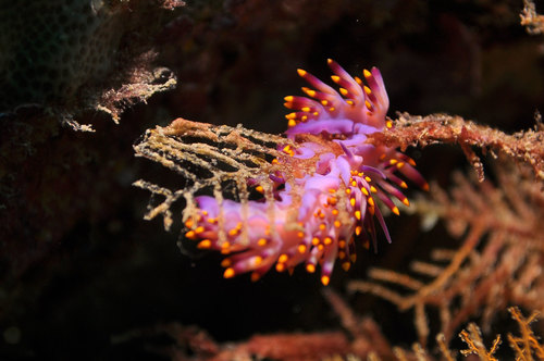 Porites-eating Nudibranch — seen at this dive site