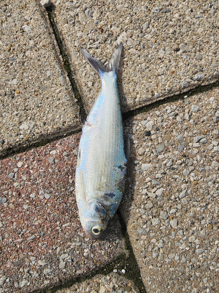 American Gizzard Shad from Downtown, Cleveland, OH, USA on April 22 ...
