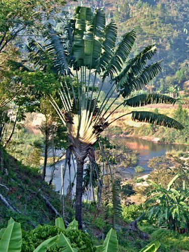Ravenala grandis