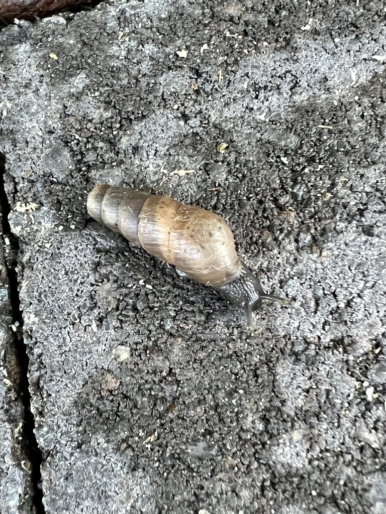 Decollate Snail from Bali Ln, San Diego, CA, US on April 22, 2022 at 07