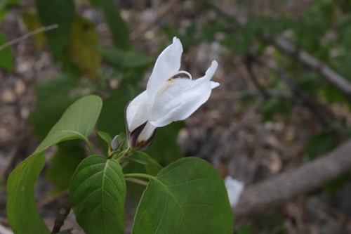 Marcania grandiflora