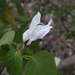 Marcania grandiflora - Photo (c) Kerkwit Poompayak, todos os direitos reservados, uploaded by Kerkwit Poompayak