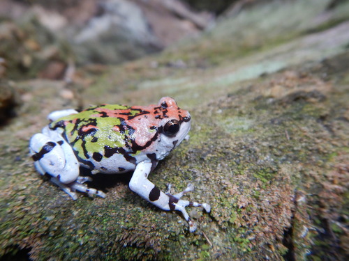 Rainbow Burrowing Frog (Scaphiophryne gottlebei) — Endangered Amphibia