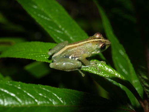Free Madagascar Frog