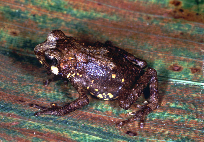 Frontier Viviparous Toad