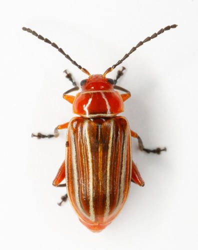 Disonycha conjugata (Fabricius, 1801)