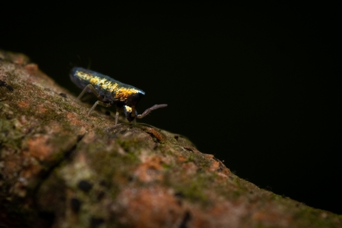 Lepidocyrtus paradoxus · iNaturalist
