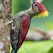 Crimson-winged Woodpecker - Photo (c) Chan Chee Keong, all rights reserved, uploaded by Chan Chee Keong
