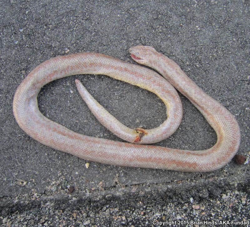 Coastal Rosy Boa from Riverside County, CA, USA on March 22, 2015 at 08