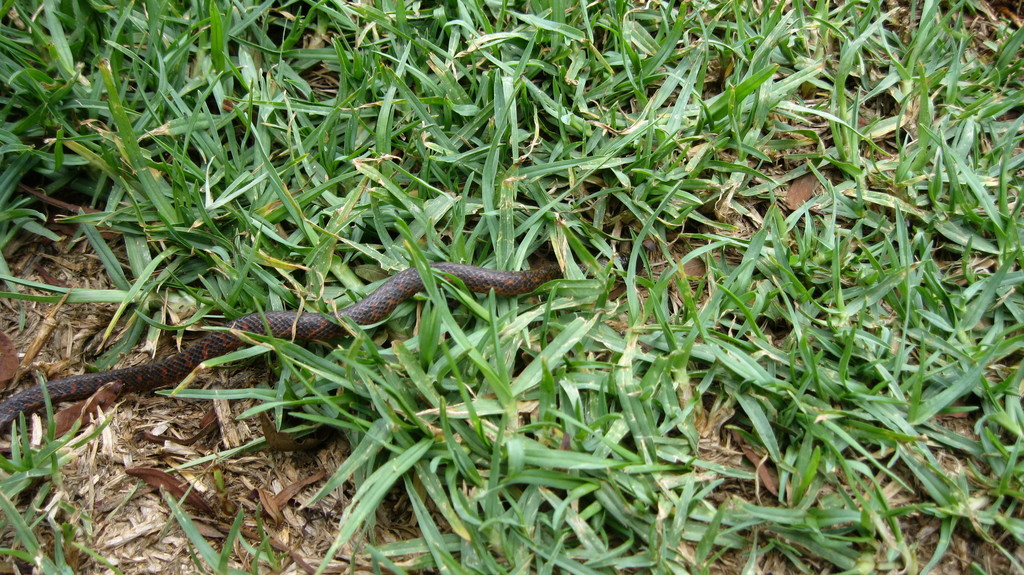 Thickhead Ground Snake From Soacha, Cundinamarca, Colombia On April 22 