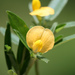 Stylosanthes biflora - Photo 由 Flown Kimmerling 所上傳的 (c) Flown Kimmerling，保留所有權利