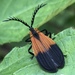 Terminal Net-winged Beetle - Photo (c) jbrooks19, all rights reserved