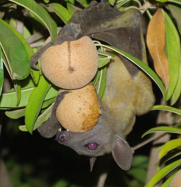 Straw-coloured fruit bat - Wikipedia