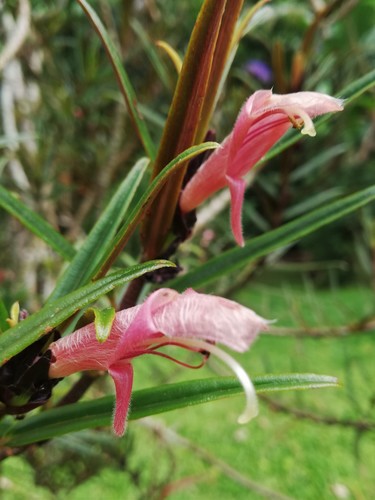 Columnea linearis