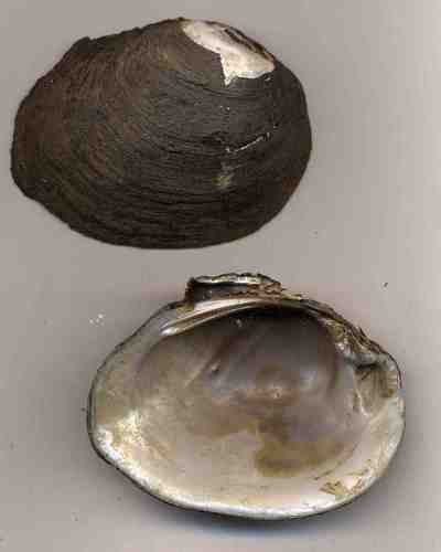 Round pearlshell
