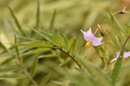 Solanum agrimoniifolium