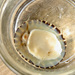 Plate Limpet - Photo (c) rolandwirth, all rights reserved, uploaded by rolandwirth