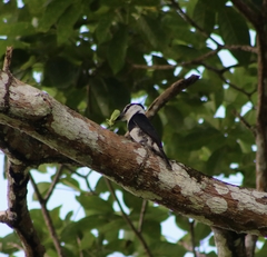 Notharchus hyperrhynchus image